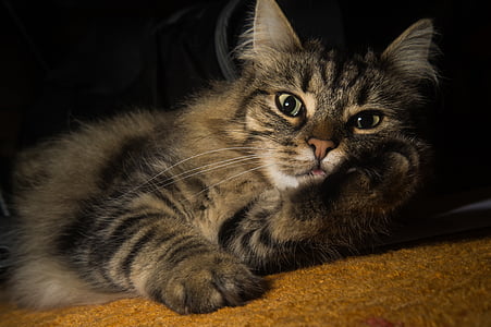 brown tabby cat thumbnail