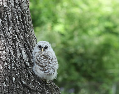 white and gray owl on tree thumbnail