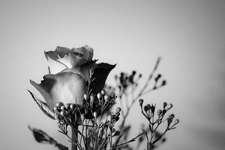 grayscale photo of rose thumbnail