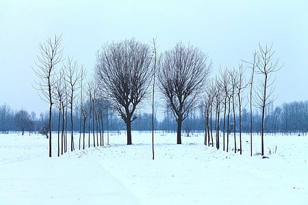 no leaf trees on snow field thumbnail