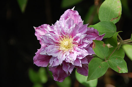 closed up photo of purple petaled flower thumbnail