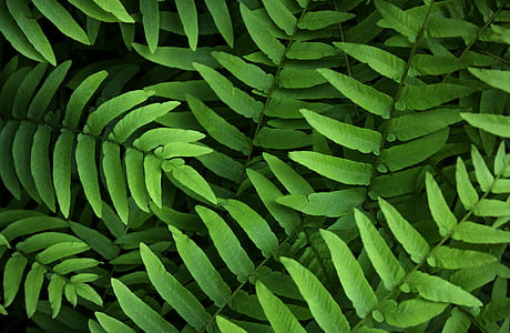 green leaves thumbnail