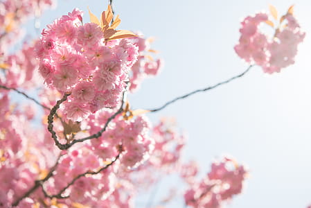 Selective Focus Photography of Pink Petaled Flowers thumbnail