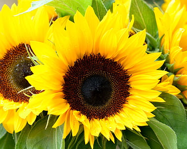 close up photo of sunflower thumbnail