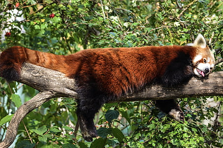 brown animal laying on tree branch thumbnail