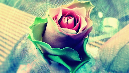 red rose in bloom thumbnail