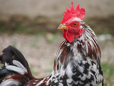 white and brown rooster thumbnail