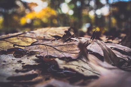 dry leaves on ground thumbnail