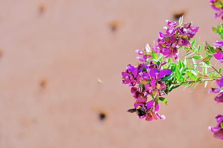 Focus Photography of Pink Petaled Flowers thumbnail
