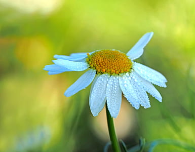 Close Up Photography of a White Aster Flower in Bloom at Daytime thumbnail