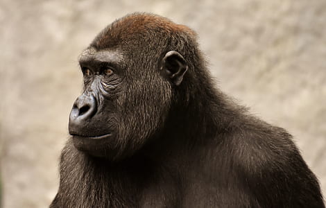 shallow focus photo of black gorilla thumbnail