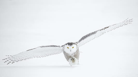 snow owl flying thumbnail