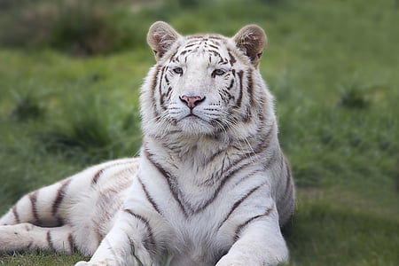 albino tiger on green grass thumbnail
