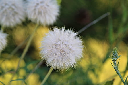shallow focus photography of white flowe thumbnail