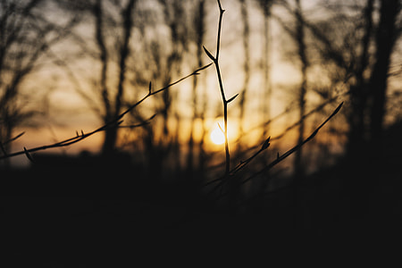 black twig behind sunset view thumbnail