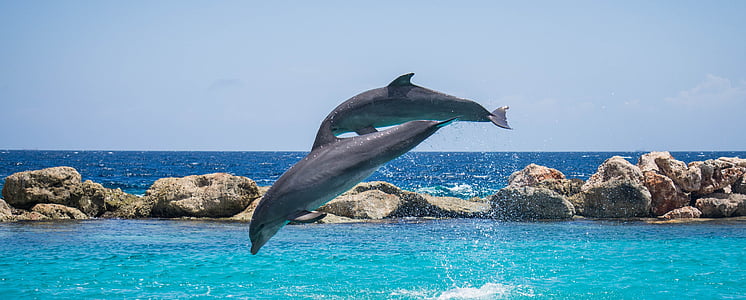 photography of two dolphin jumping over body of water thumbnail
