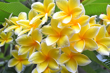 closeup photo of yellow flowers thumbnail