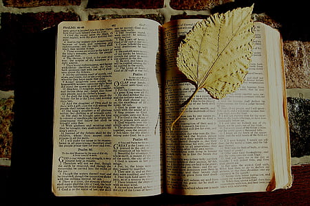 opened book with leaf bookmark thumbnail