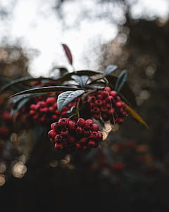 round red fruit close-up photography thumbnail