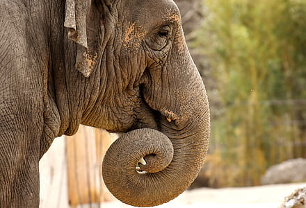 shallow focus on gray elephant thumbnail