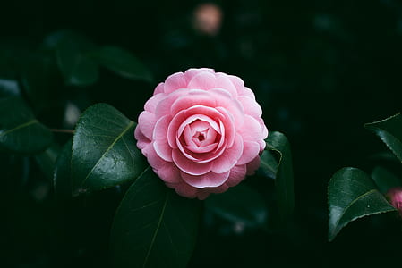 closeup photo of pink petaled flowers thumbnail