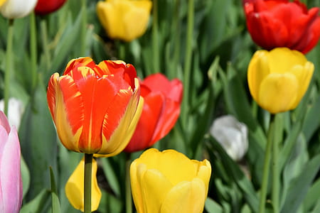 red-and-yellow flowers thumbnail