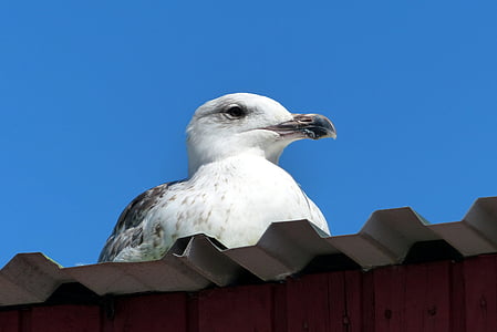 low angle of of white and gray bird on roof thumbnail