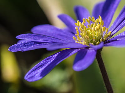 selective focus photography of purple hepatica flower thumbnail