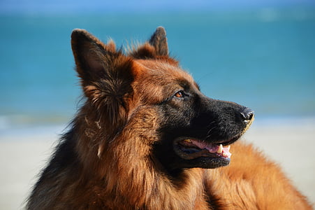 close up photography of long-coated brown dog thumbnail