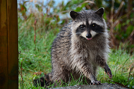 brown and black raccoon near green grass thumbnail