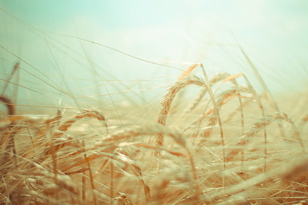 selective focus photography of grains thumbnail