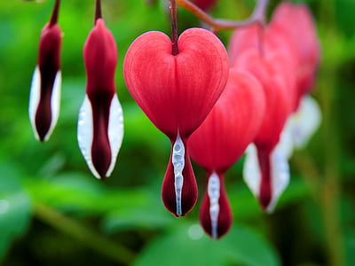 person taking photo of red flower plant in tilt shift photography thumbnail
