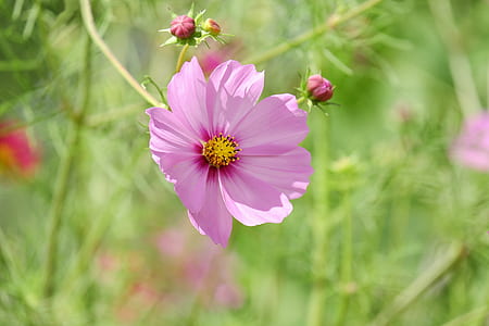 selective focus photography of pink petaled flower thumbnail