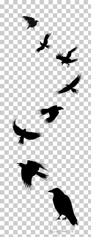 Paper Towns Coldplay Lyrics Ink Crow Flying Flock Of Birds Illustration Png Clipart Free Cliparts Uihere