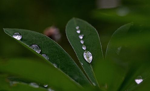 macro shot of green plant thumbnail