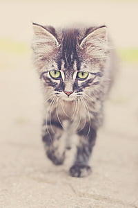 brown tabby kitten thumbnail