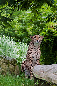 cheetah seated on green grass thumbnail