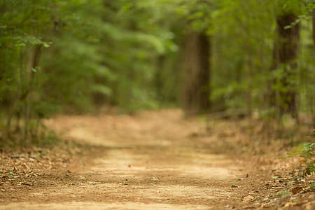 photo of road in a forest thumbnail