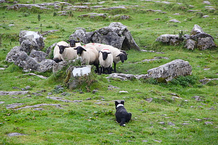 sheep surrounded by rocks thumbnail