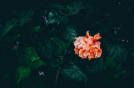 orange flower and green leaves thumbnail