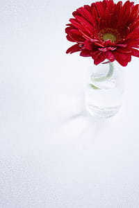 Red Daisy On White Photo thumbnail