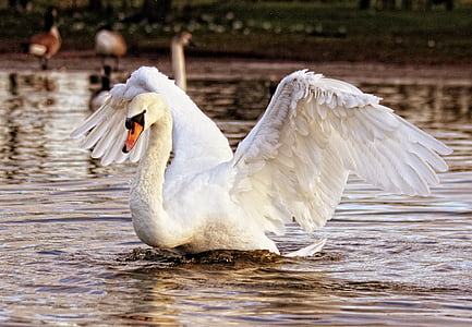 white goose floating on water thumbnail