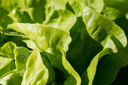 green leaf plant on focus photo thumbnail