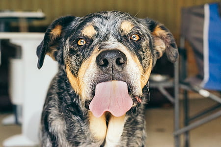 adult mahogany Rottweiler thumbnail