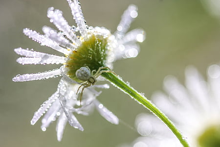 white petaled flower with water dew thumbnail