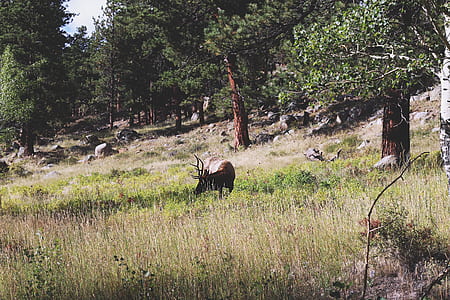 deer on grass field thumbnail