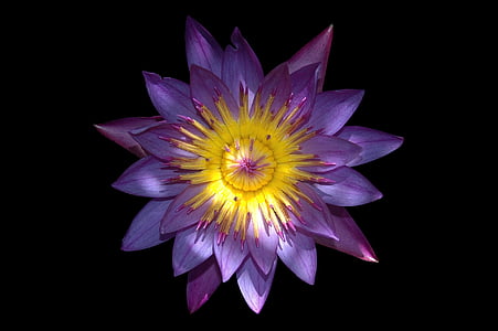 shallow focus photography of purple flower thumbnail