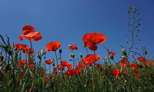 red flower field photo during daytime thumbnail