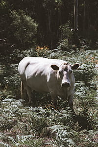 white cattle standing on fern thumbnail