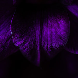 macro photography, purple, flower, petal, closeup, floral thumbnail